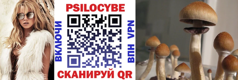 Купить  Новохопёрск  Псилоцибиновые грибы Psilocybe 